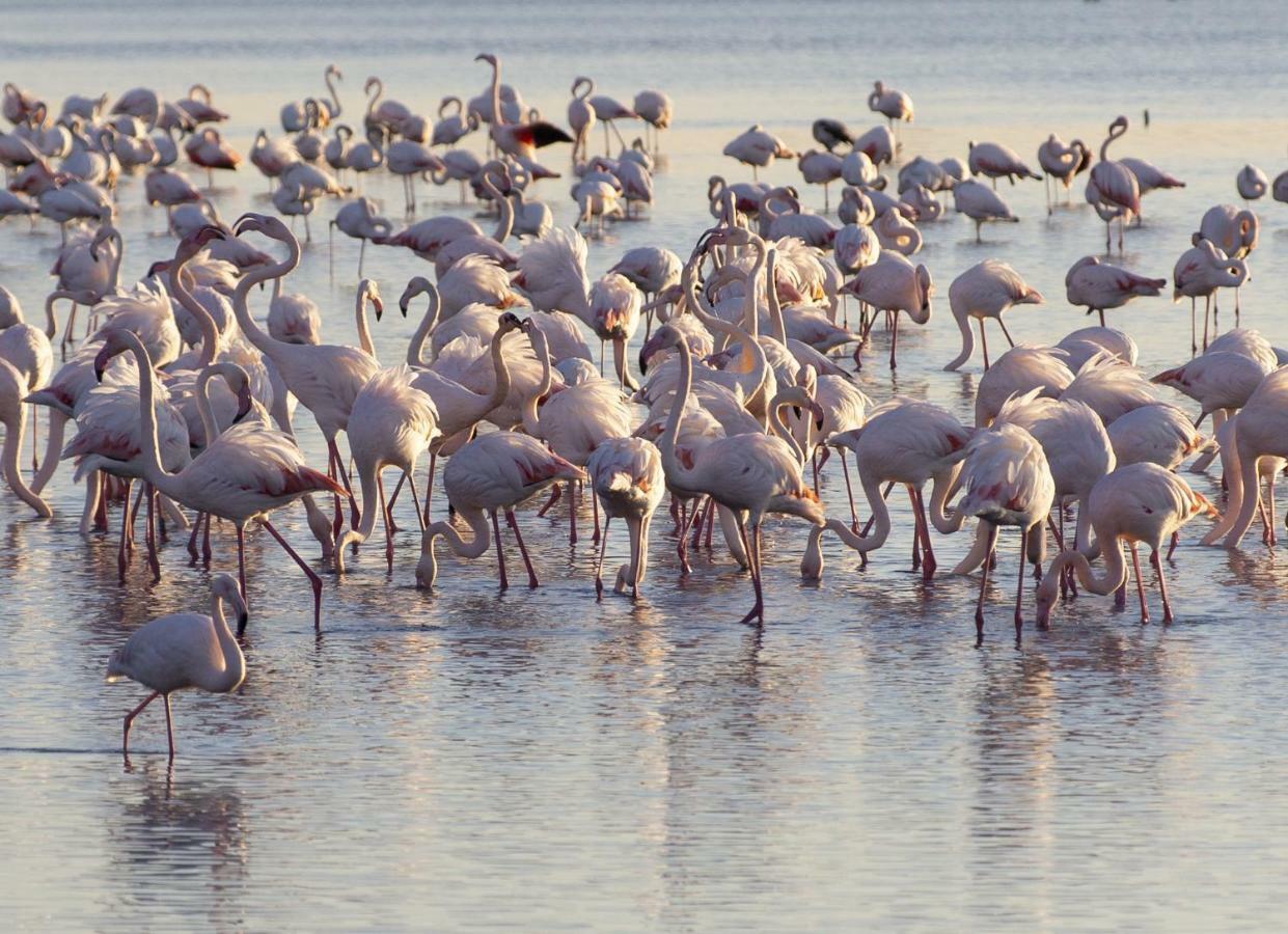 Appartamenti In Villa Lugnan Grado Esterno foto